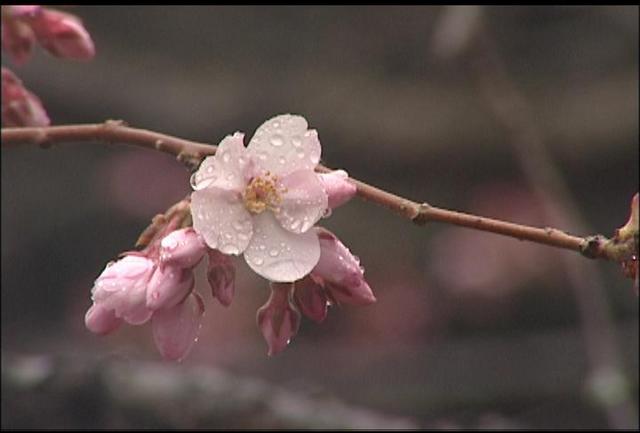 高遠城址公園　タカトオコヒガンザクラ開花