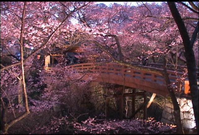 高遠城址公園ライトアップ