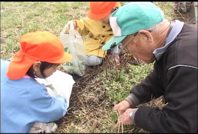 竜南保園児とお年寄りがヨモギ摘み