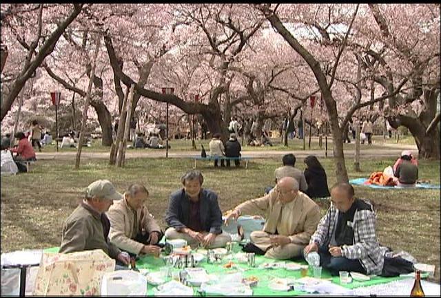 高遠城址公園　コヒガンザクラ見頃に