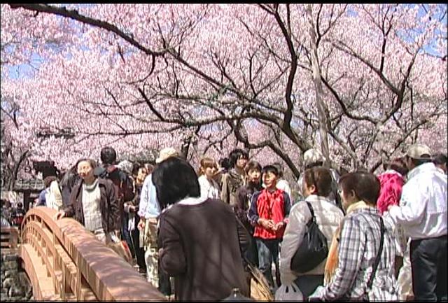 高遠城址公園　桜見頃で入場者ピーク