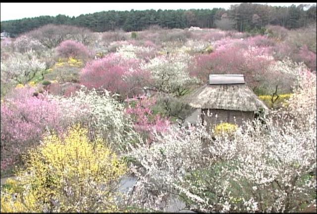 信州伊那梅苑花盛り