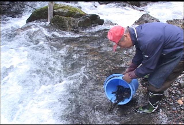 イワナの成魚放流