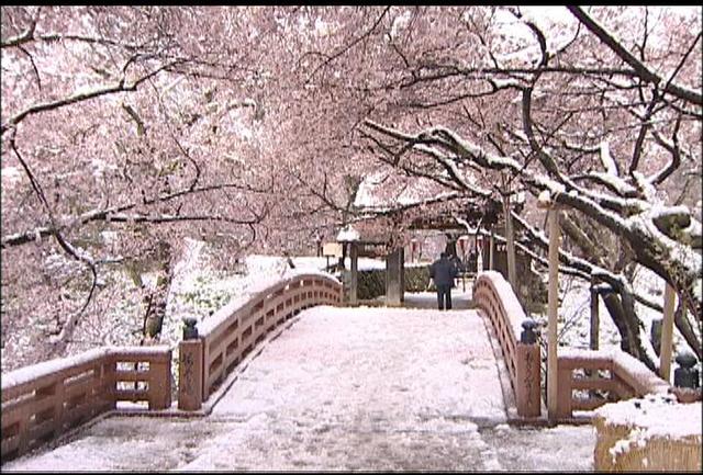 高遠城址公園　雪被害