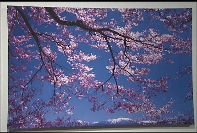 津野祐次さん「桜と花の美風景」
