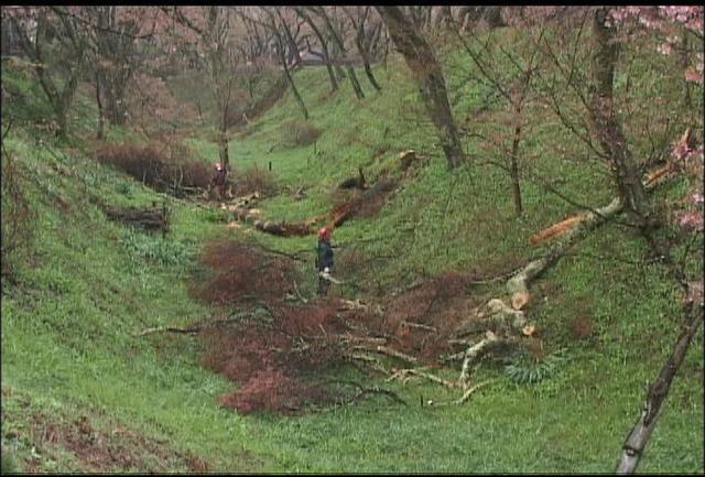 城址公園　折れた枝の伐採作業