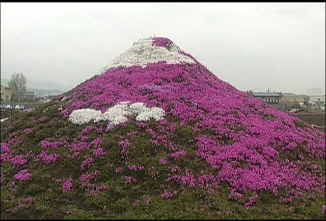 小沢花の会　芝桜まつり始まる