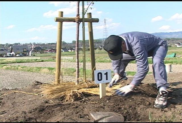 境桜並木管理会が植樹番号札設置