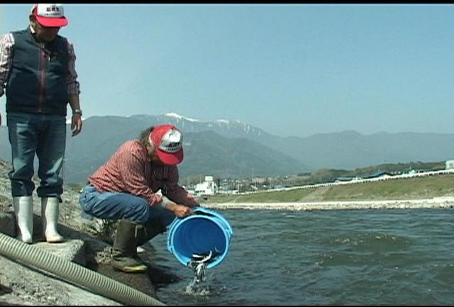 アユの稚魚を放流