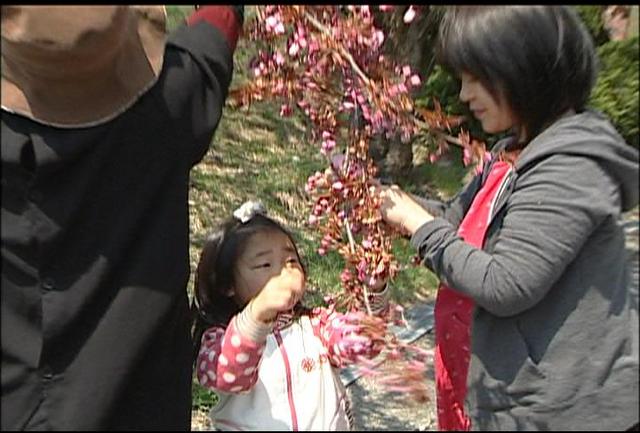 伊那市商工会女性部が八重桜の花摘み