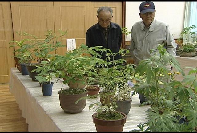 西駒山野草展示会