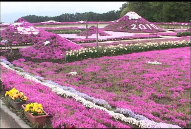 小沢花の会シバザクラ見ごろ