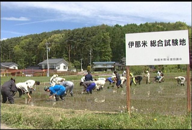 伊那米試験地で田植え