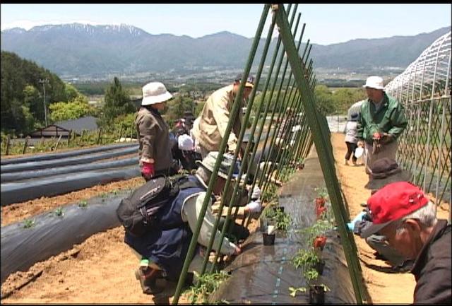 中山間地の遊休農地利用　トマト栽培実践塾開講