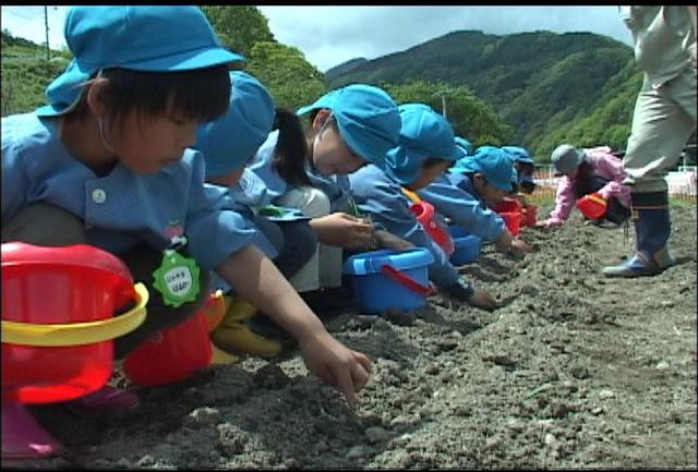 長谷保育園の園児ひまわりの種まき