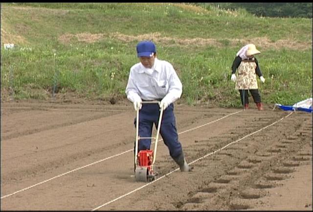 アマランサス種まき