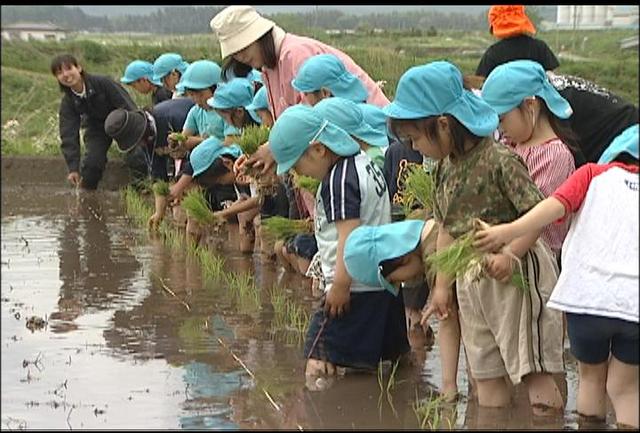 手良保育園の園児が田植え