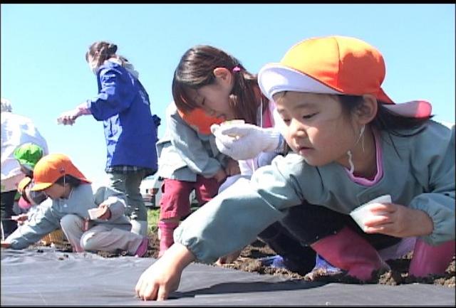 児童と園児が青いアサガオの種まき