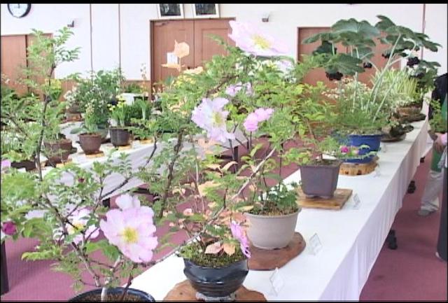 信州みのわ山野草クラブ山野草展