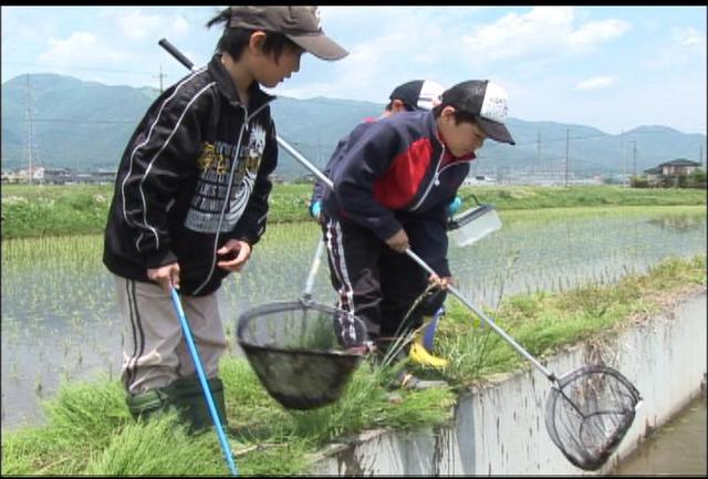 箕輪町で田んぼの生物観察会