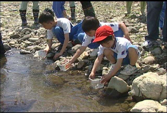 ブラジル人の児童が鮎の稚魚放流