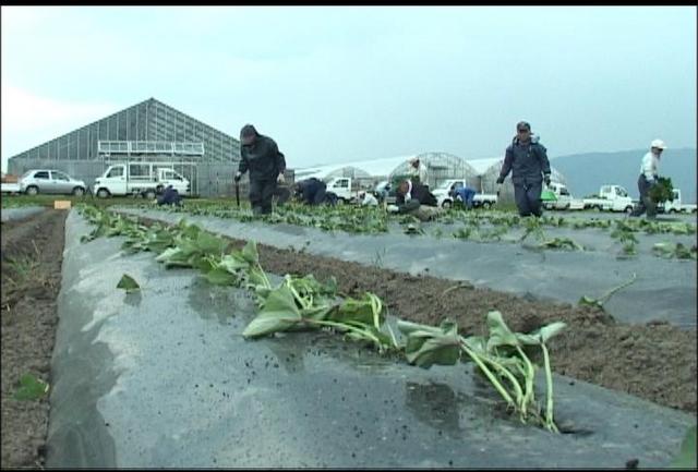 いも焼酎南箕輪会　いもの苗植え