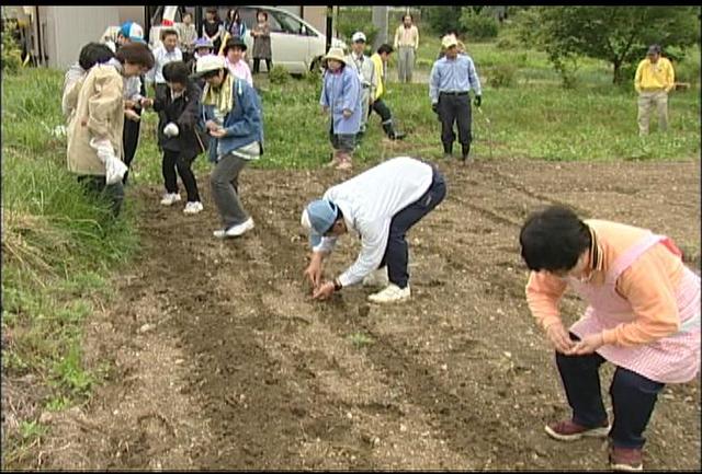 雑穀もちきびの種まき