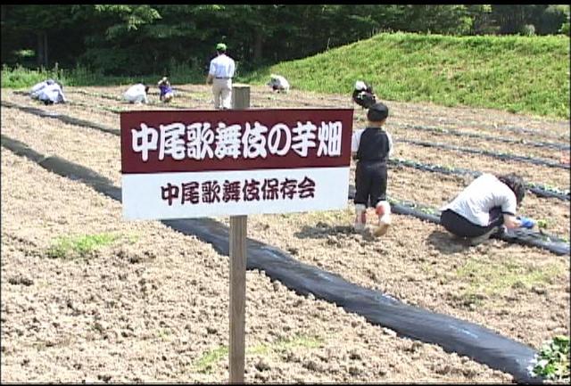 中尾焼酎の芋苗植え作業