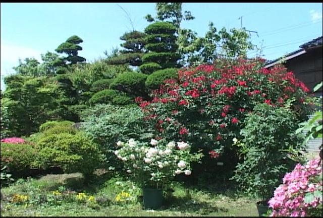 伊那市の春日さん宅 和風庭園のバラ見ごろ ニュース 伊那谷ねっと