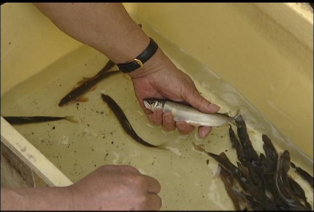 アユの成育状況を確認