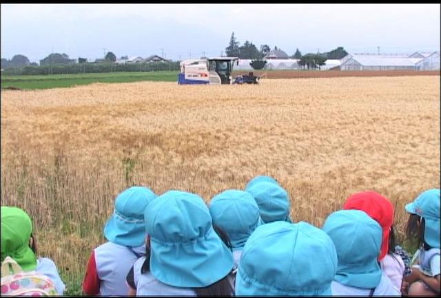 西箕輪南部・富県保が麦収穫見学