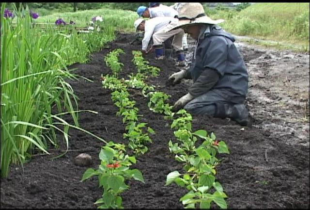 美篶上大島の住民が花の苗植え