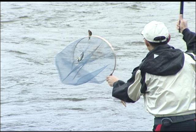 アユの友釣り解禁