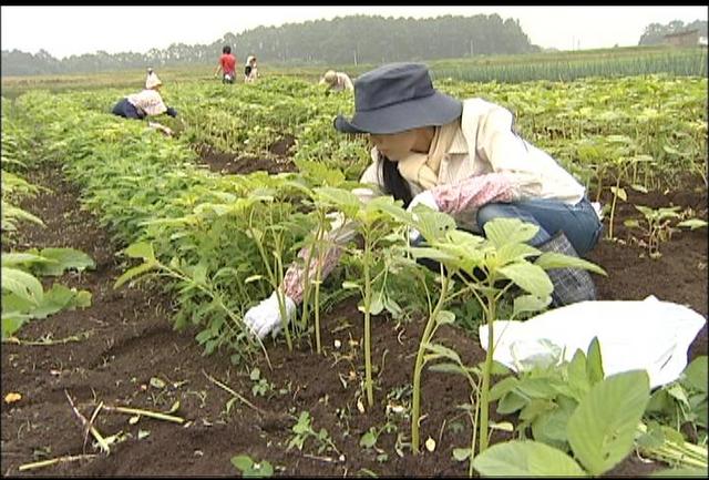 アマランサス若菜の間引き体験