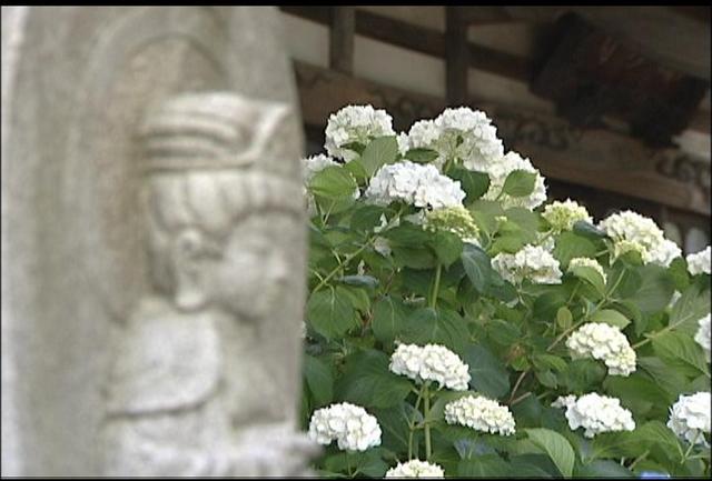 深妙寺アジサイ見ごろ