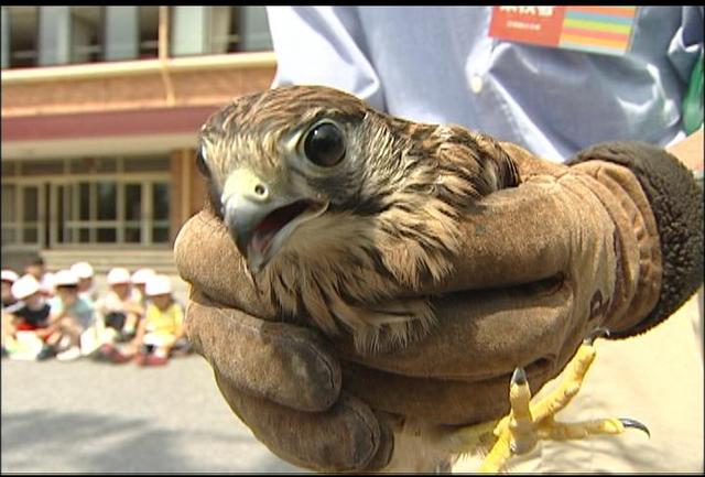 チョウゲンボウの放鳥