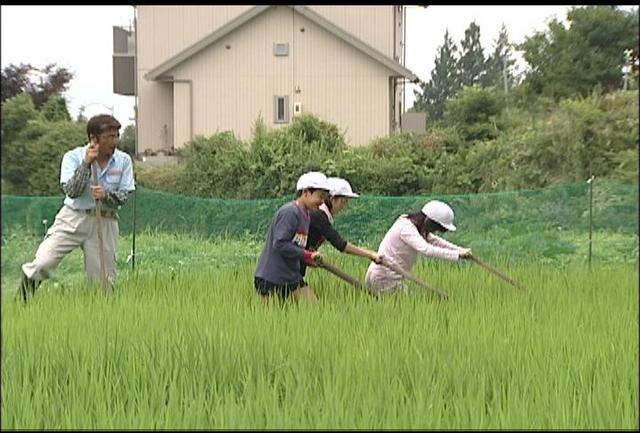 手良小学校で田んぼ学習