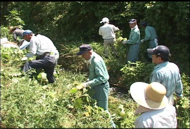 箕輪町でアレチウリ駆除の研修会