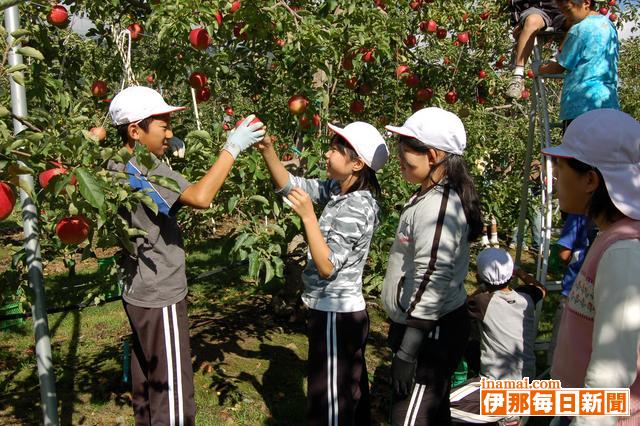 西箕輪小学校5年梅組がリンゴを収穫