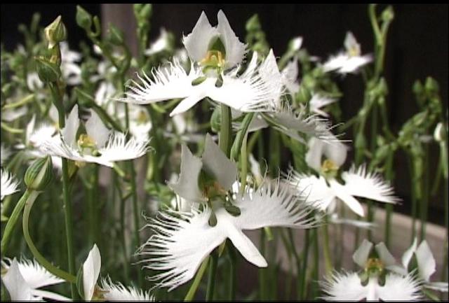 恩徳寺でサギ草咲き始め