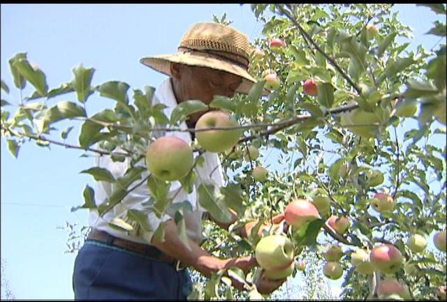 伊那地域10日連続の真夏日