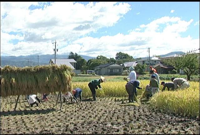 美篶地区の子ども達　稲刈り体験