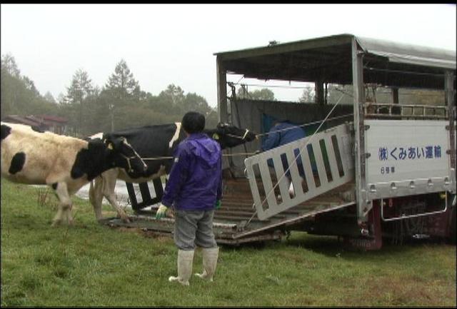 入笠山から牛が下牧