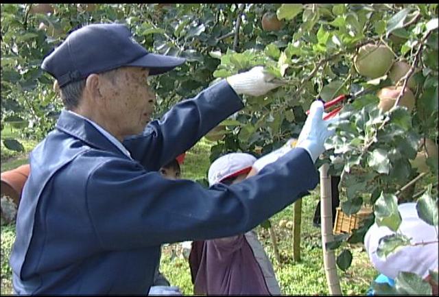 りんごの葉摘み作業