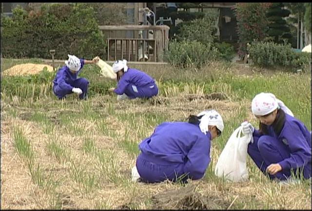 南箕輪中　落穂拾い