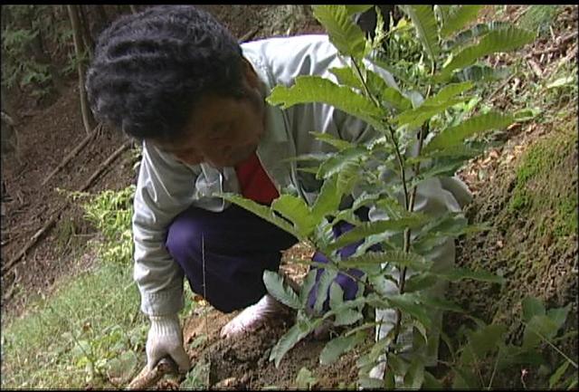 土砂崩落地にどんぐりの木を植樹