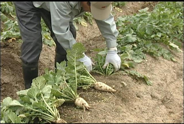 高遠辛味大根の会　辛味大根収穫