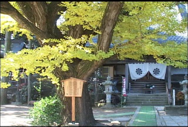 南箕輪村恩徳寺の大銀杏見頃