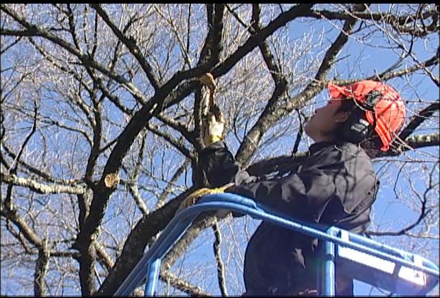 桜の冬支度