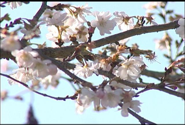 季節はずれの桜　十月桜咲き始める